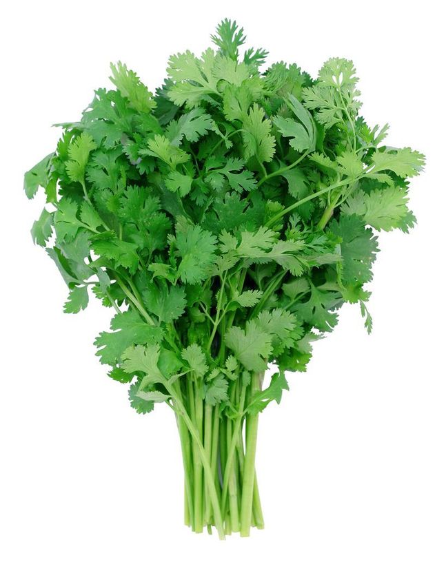 Coriandre