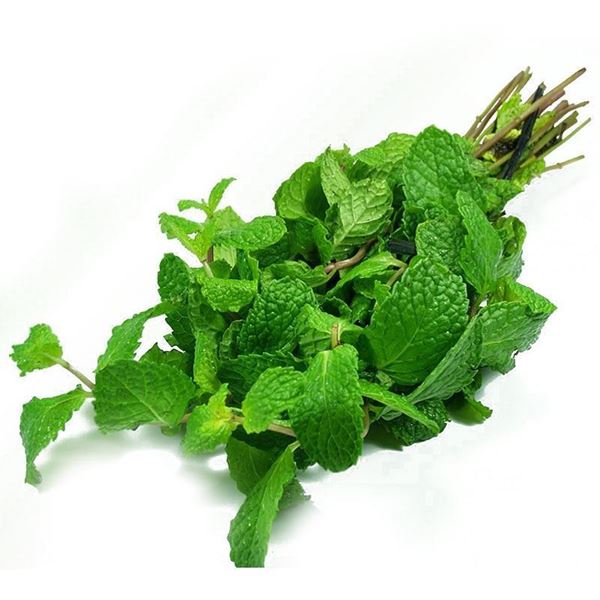 Menthe fraîche
