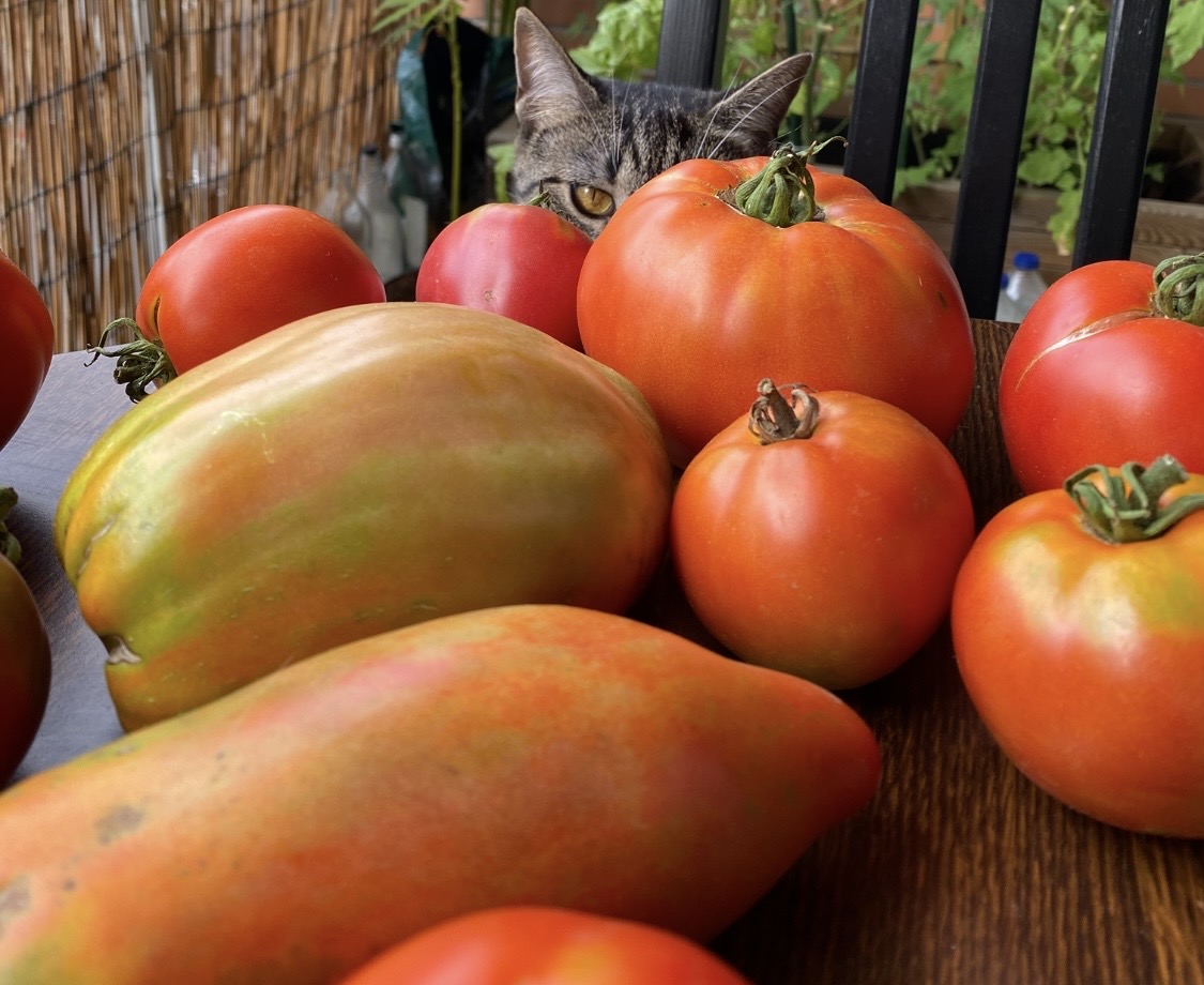 Tomates
