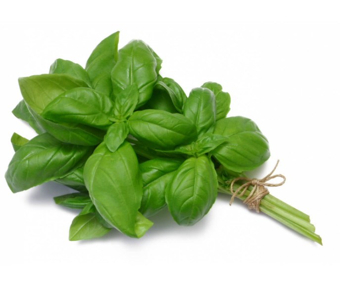 Basilic frais